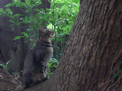 f:id:goldhead:20090711162228j:image:left