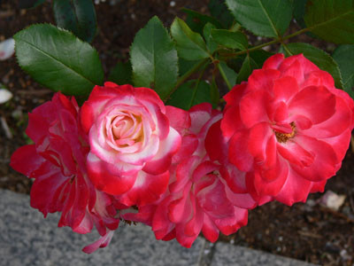 f:id:goldhead:20090712132323j:image:left f:id:goldhead:20090712132323j:image:left