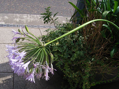 f:id:goldhead:20090714092848j:image