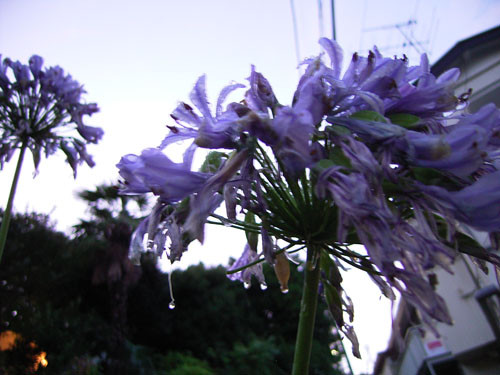 f:id:goldhead:20090725134401j:image