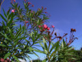 20090730000536