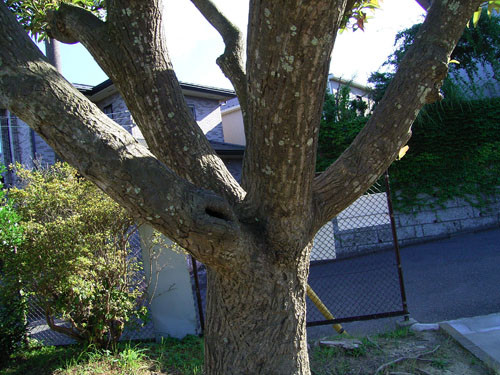f:id:goldhead:20090730000538j:image