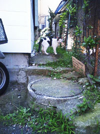 f:id:goldhead:20090815133450j:image