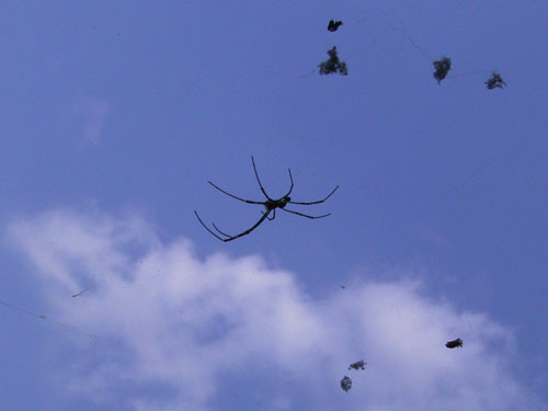 f:id:goldhead:20090824210847j:image