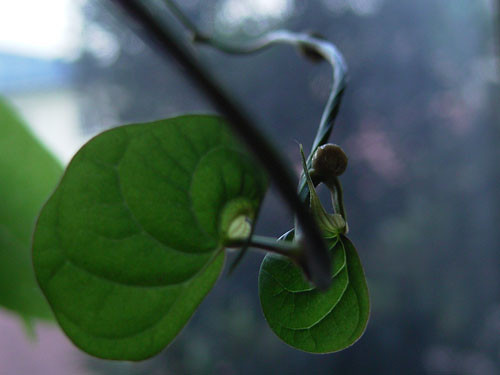 f:id:goldhead:20090824210848j:image