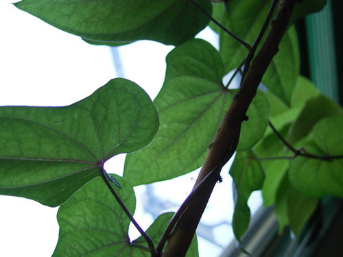f:id:goldhead:20090824210849j:image