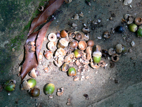 f:id:goldhead:20090830131131j:image