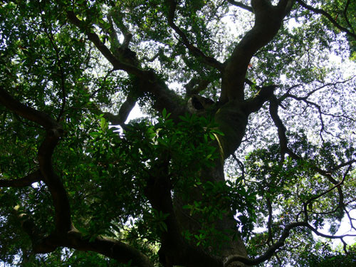f:id:goldhead:20090830131138j:image