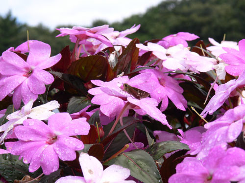 f:id:goldhead:20090913213421j:image f:id:goldhead:20090913213421j:image