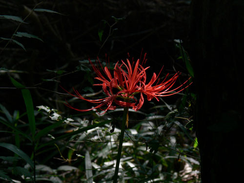 f:id:goldhead:20090913213430j:image f:id:goldhead:20090913213430j:image