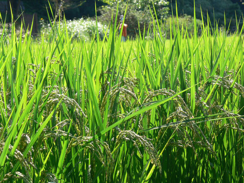 f:id:goldhead:20090913213433j:image f:id:goldhead:20090913213433j:image