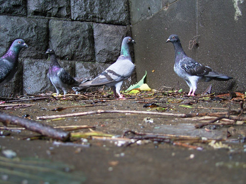 f:id:goldhead:20091008093332j:image