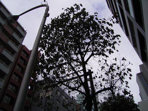 f:id:goldhead:20091008093338j:image