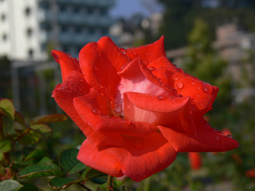 f:id:goldhead:20091019085113j:image f:id:goldhead:20091019085113j:image