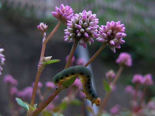 f:id:goldhead:20091026130155j:image f:id:goldhead:20091026130155j:image