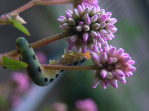 f:id:goldhead:20091026130156j:image f:id:goldhead:20091026130156j:image