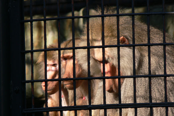 f:id:goldhead:20091124134319j:image f:id:goldhead:20091124134319j:image