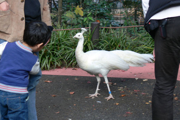 f:id:goldhead:20091124134336j:image f:id:goldhead:20091124134336j:image
