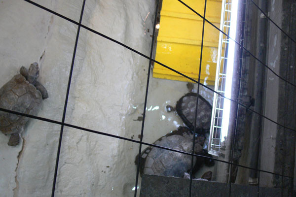 f:id:goldhead:20091124134352j:image f:id:goldhead:20091124134352j:image