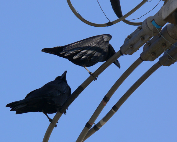 f:id:goldhead:20091128182535j:image