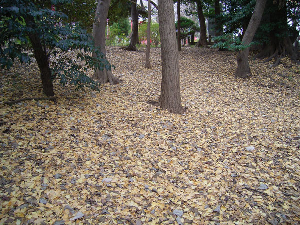 f:id:goldhead:20091215125013j:image