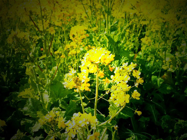 f:id:goldhead:20100118132248j:image f:id:goldhead:20100118132248j:image