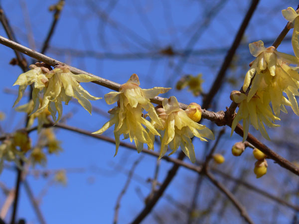 f:id:goldhead:20100118132256j:image