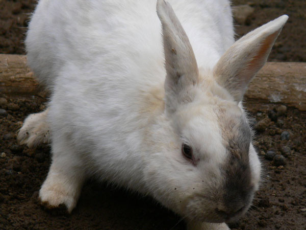 f:id:goldhead:20100118132314j:image f:id:goldhead:20100118132314j:image