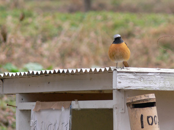 f:id:goldhead:20100118132318j:image f:id:goldhead:20100118132318j:image
