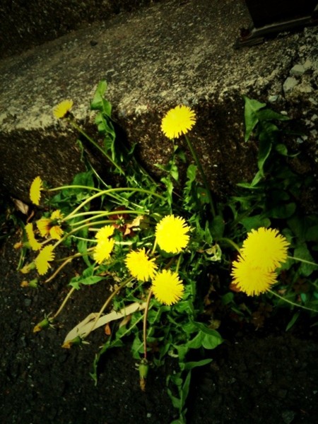f:id:goldhead:20100426010329j:image:left