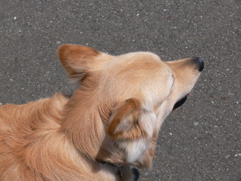f:id:goldhead:20100501182322j:image