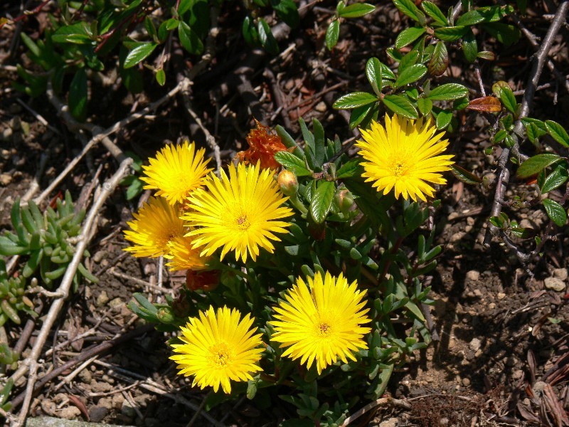 f:id:goldhead:20100501182326j:image