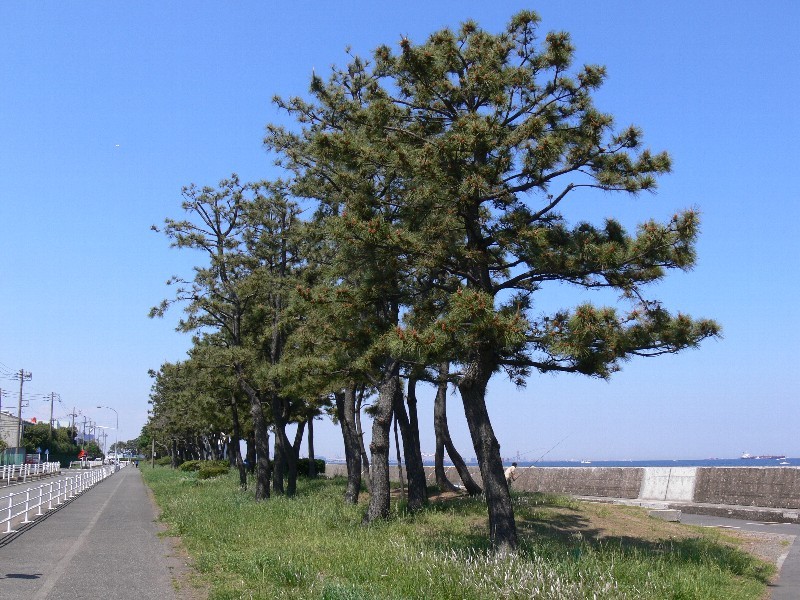 f:id:goldhead:20100501182339j:image