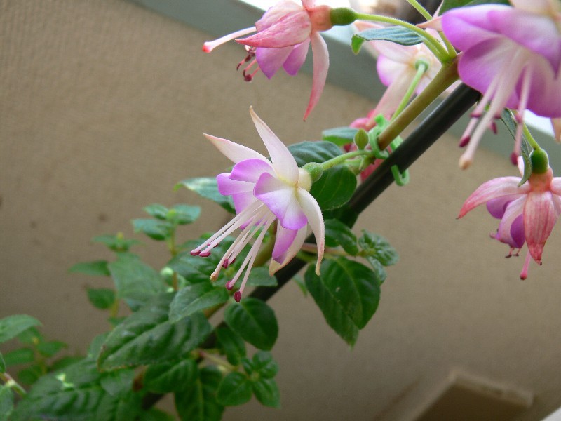 f:id:goldhead:20100501182355j:image