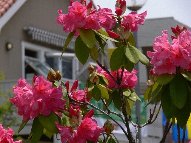 f:id:goldhead:20100523022331j:image