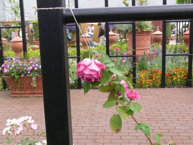 f:id:goldhead:20100523022335j:image