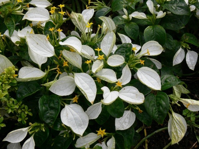 f:id:goldhead:20100523025440j:image