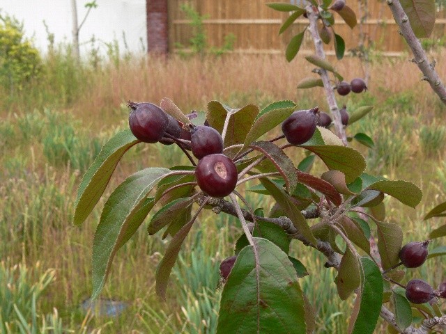 f:id:goldhead:20100523025441j:image f:id:goldhead:20100523025441j:image