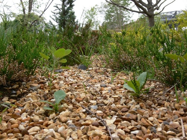 f:id:goldhead:20100523030516j:image f:id:goldhead:20100523030516j:image