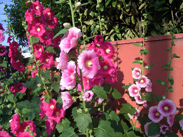f:id:goldhead:20100607131546j:image f:id:goldhead:20100607131546j:image