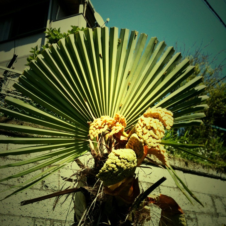 f:id:goldhead:20100628215004j:image:w240