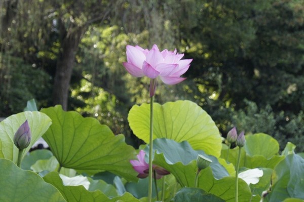 f:id:goldhead:20100710120256j:image