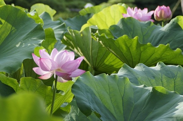f:id:goldhead:20100710120258j:image