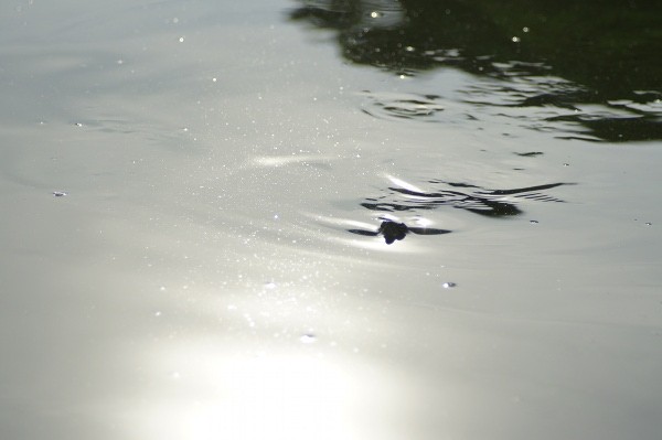 f:id:goldhead:20100710120301j:image