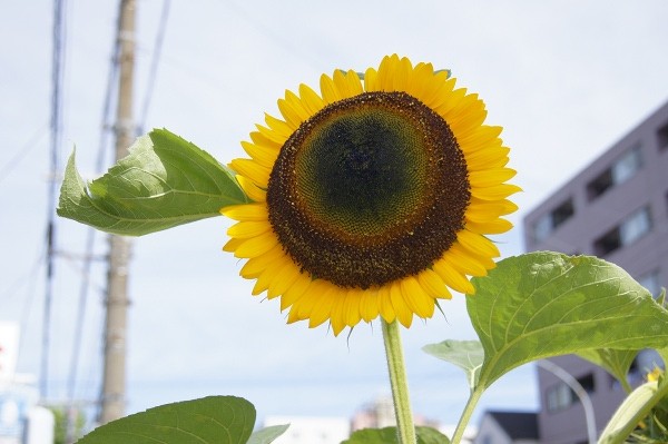 f:id:goldhead:20100710121039j:image