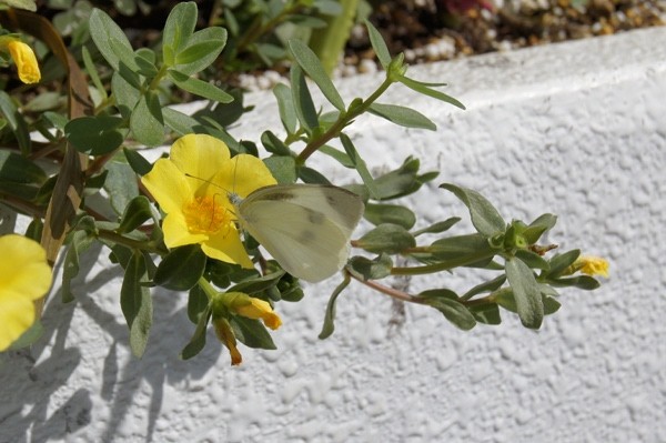 f:id:goldhead:20100710121040j:image