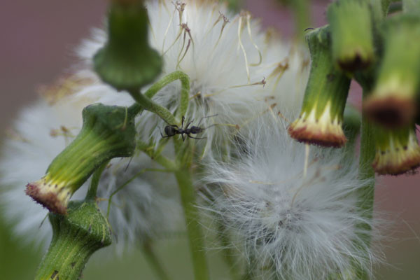 f:id:goldhead:20100716130216j:image