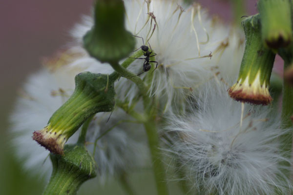 f:id:goldhead:20100716130217j:image