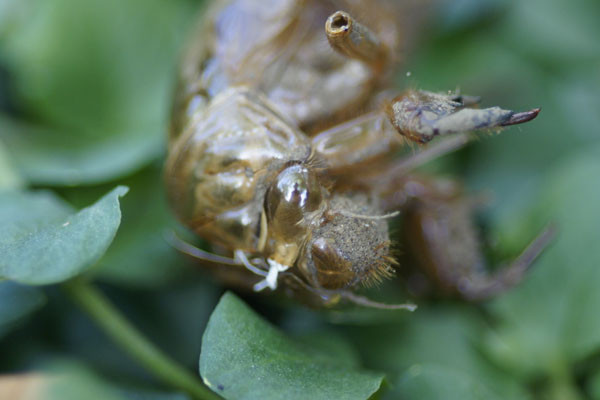 f:id:goldhead:20100716130337j:image