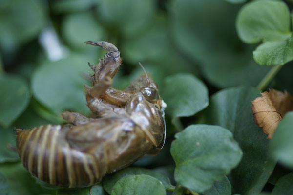 f:id:goldhead:20100716130339j:image